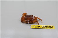 藏品(奧氏後相手蟹)的圖片